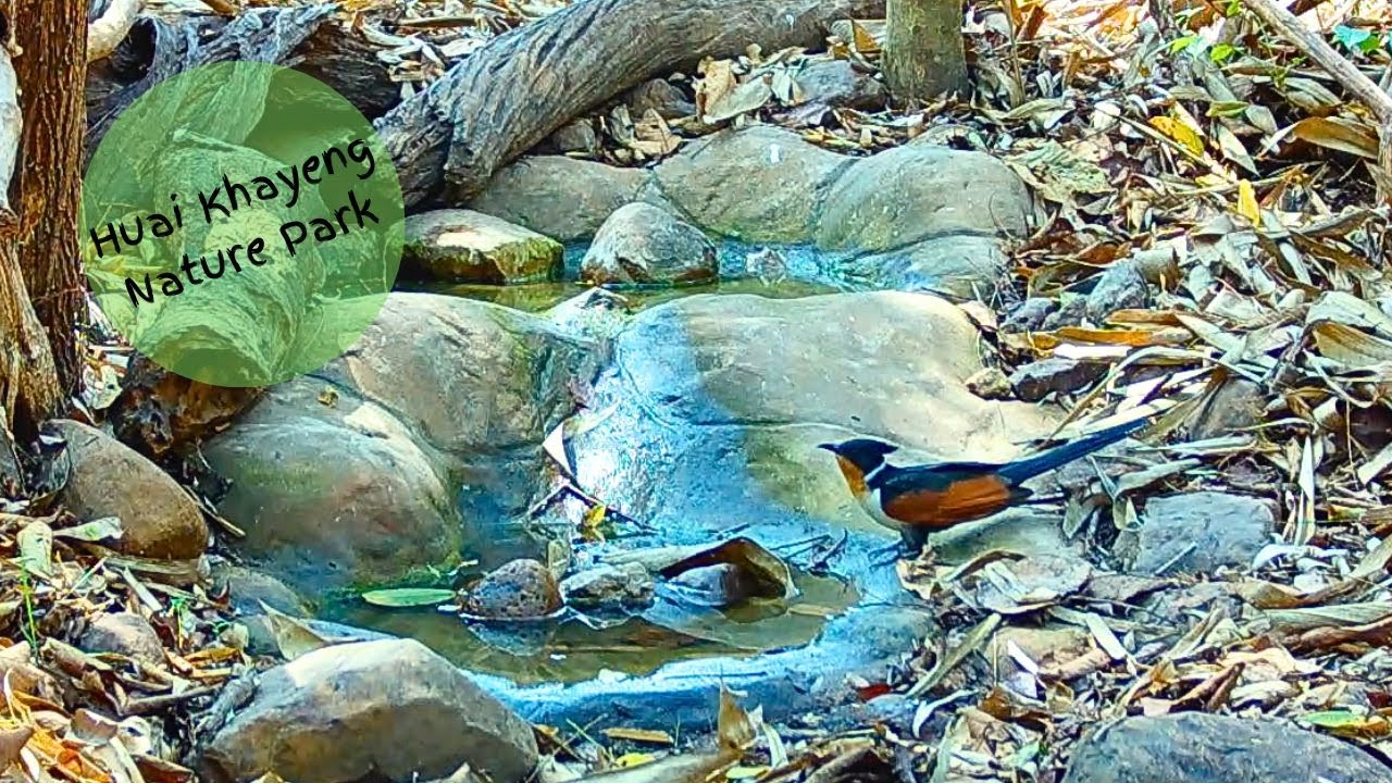Birds at Rocky Pool - March 2025 Part 1