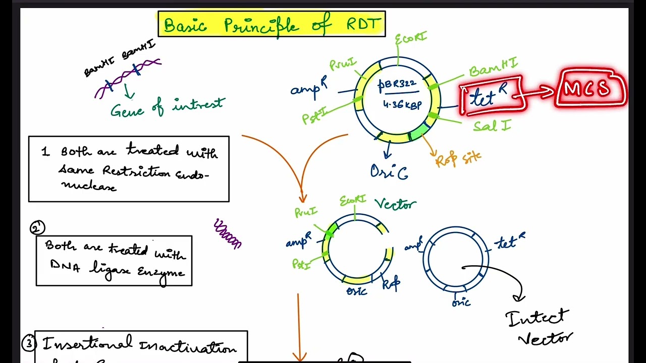 Recombinant DNA Technology class 12 Biotechnology #NEET