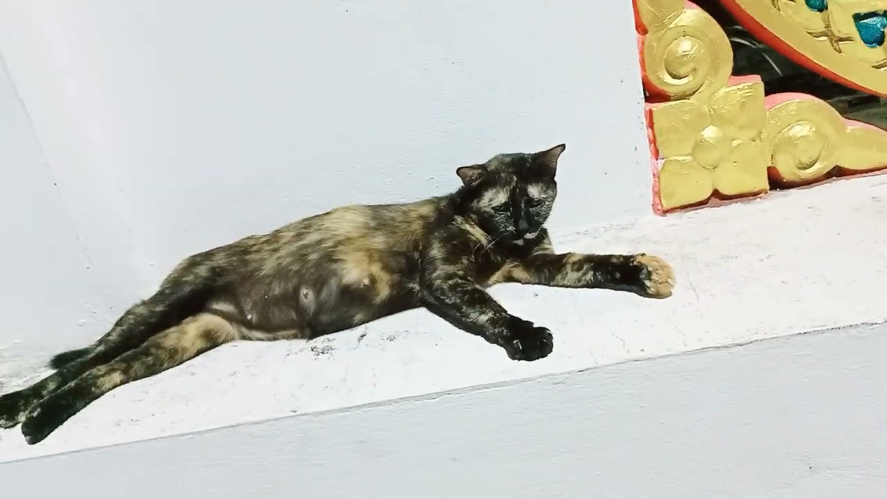 Feeding stray cats in Bangkok Thailand #straycat #feedacat #thailand #kathy #bangkokvlog 