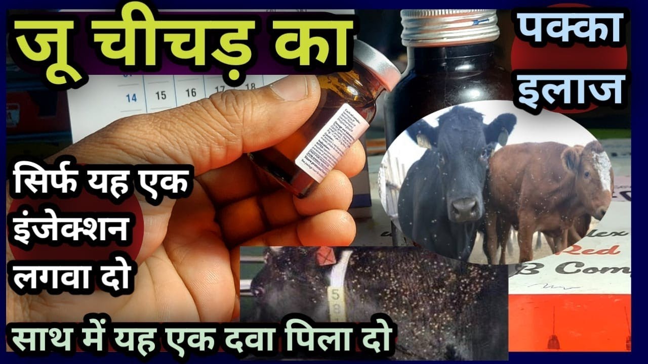 👍जू चीचड़ का इलाज||Ju Chichad ka illaj||सिर्फ एक इंजेक्शन से साथ में ये एक दवा जरूर पिलाएं👉