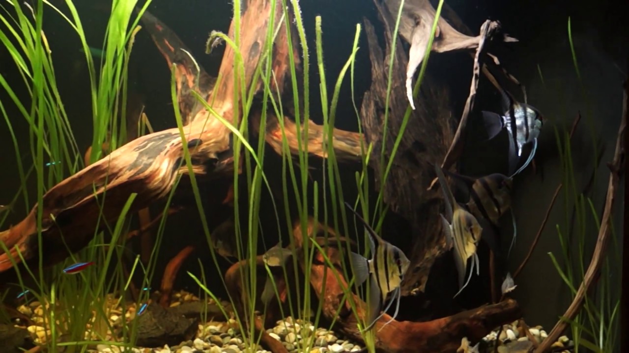 Südamerika - Aquarium (Einrichtung vom 13.03.2017) Salmler & Skalare