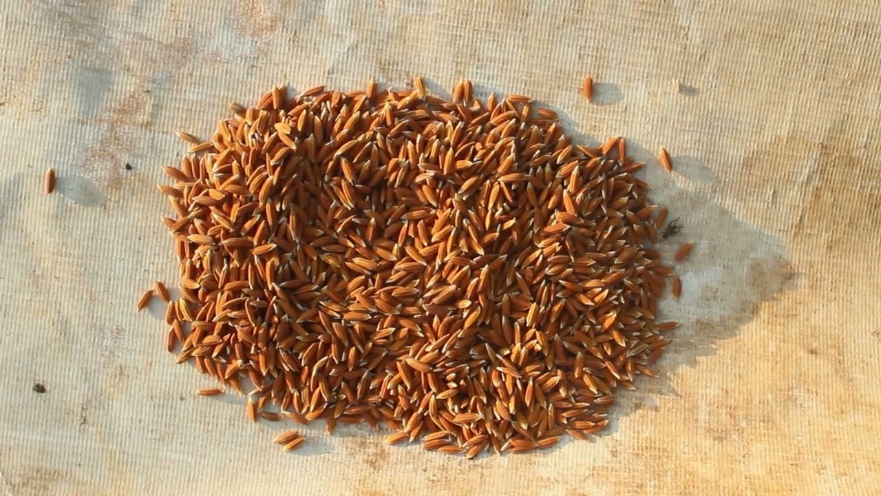 Projet PAEFFR au Bénin - Formation 1 - Préparation et installation de la culture du riz