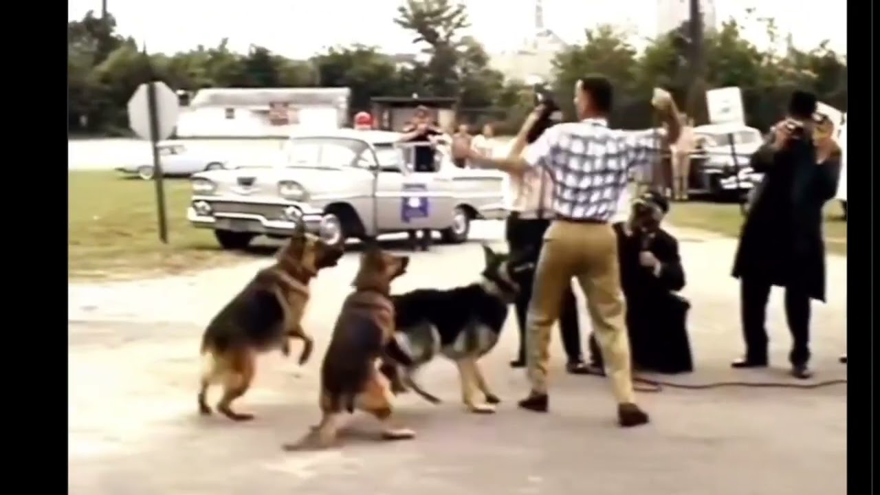 Forrest Gump Dog Scene Unreleased Cut Footage