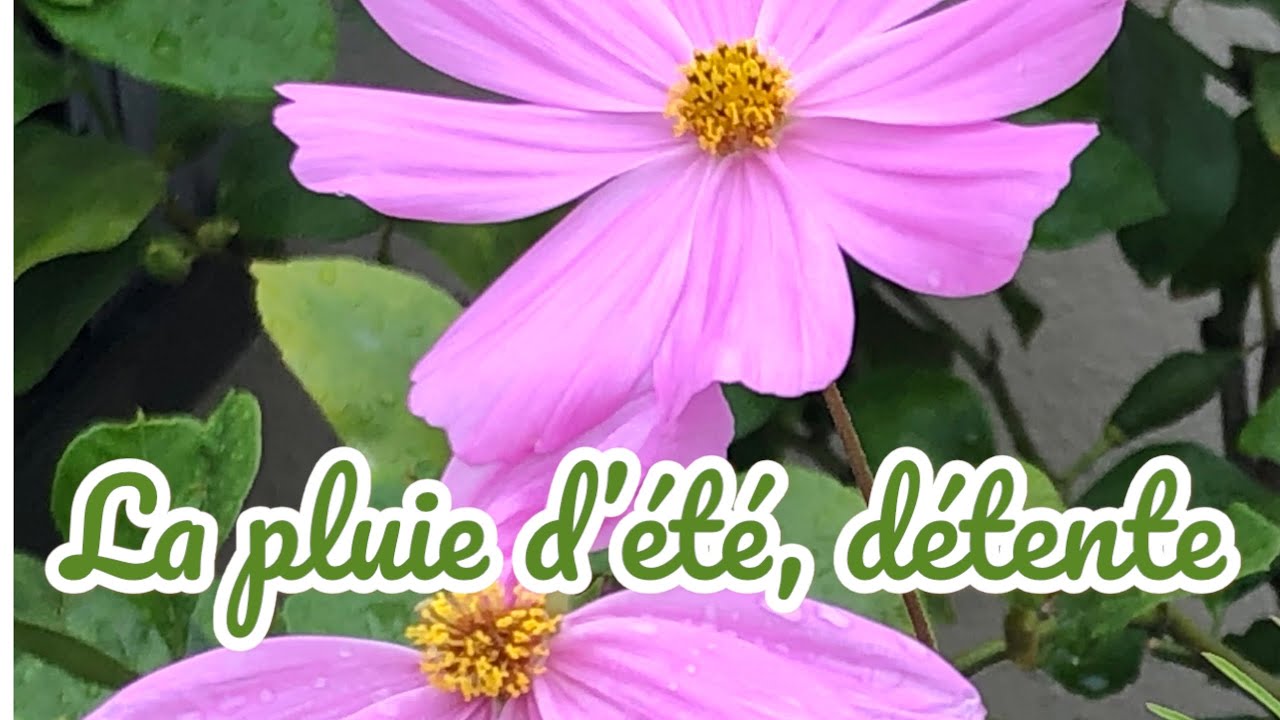 Pluie d'été, relaxation #relaxing#relax#pluie#дождь#релакс