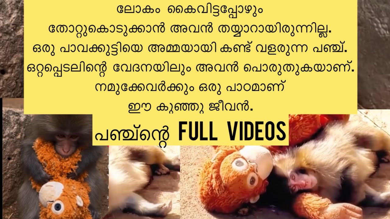 അതിജീവനത്തെക്കുറിച്ച്...ലോകം കൈവിട്ടപ്പോഴും തോറ്റുകൊടുക്കാൻ അവൻ തയ്യാറായിരുന്നില്ല. 