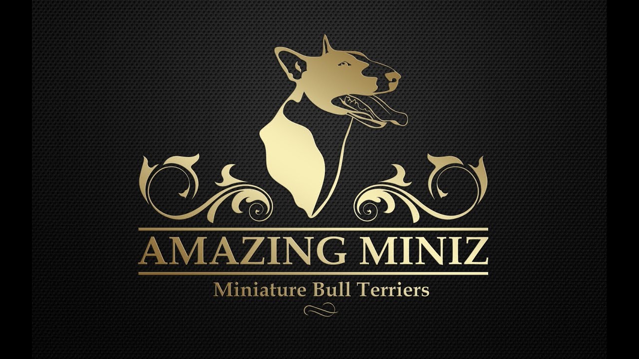 dogPACER dog Treadmill - Miniature Bull Terier - Long edit