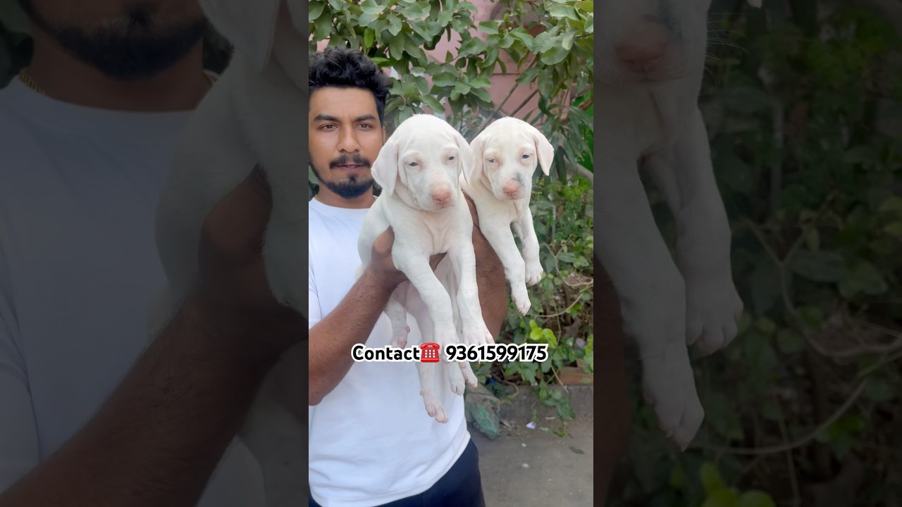 Rajapalayam SZCZENIĘTA PSA I SUKI 🐶 DOSTĘPNE ☎️9361599175 🌸✨ #zwierzaki #rajapalayam #niyazpets