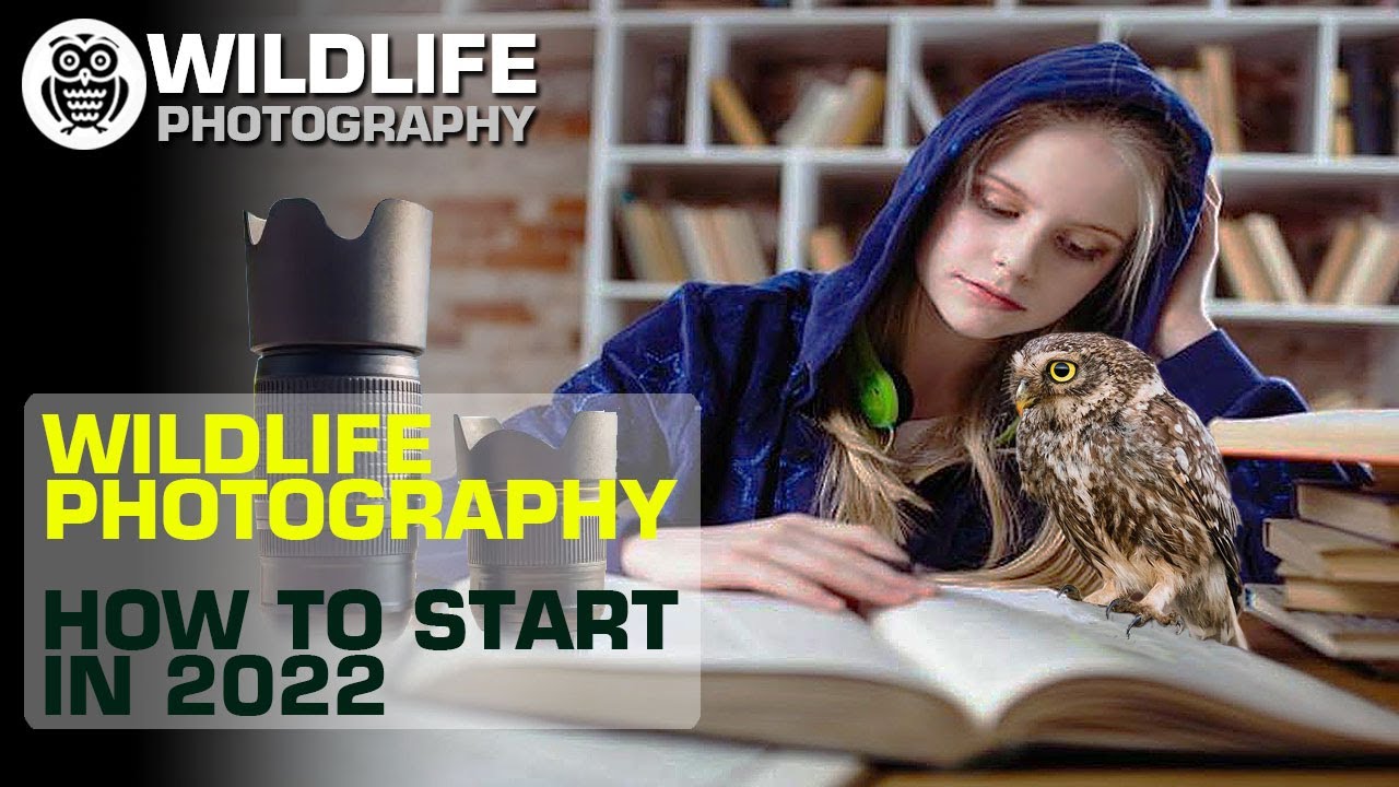 Wildlife Photography for BEGINNERS | Everything you NEED to KNOW to GET started