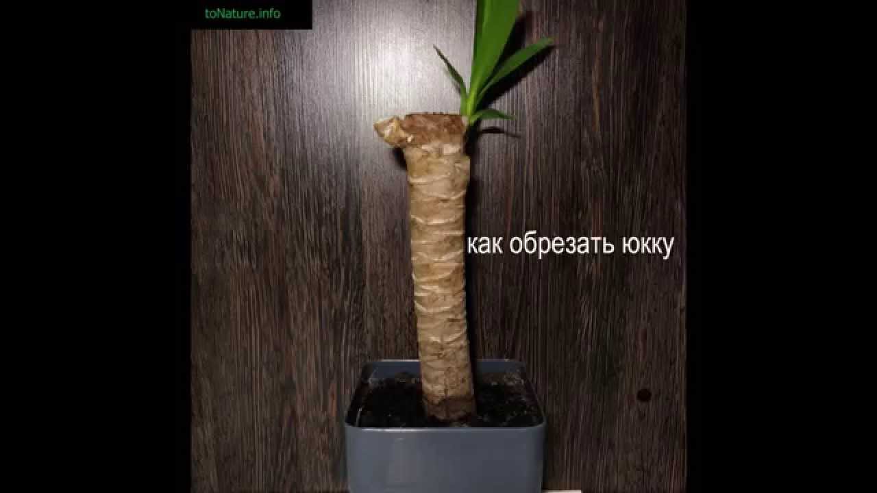 Как обрезать юкку и как растет юкка за 30 дней?