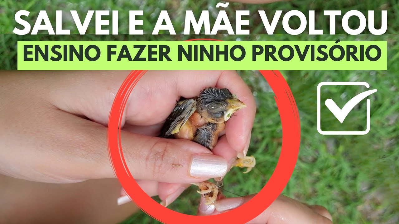 COMO CUIDAR DE PASSARINHO QUE CAIU DO NINHO - Salvei um passarinho caído do ninho