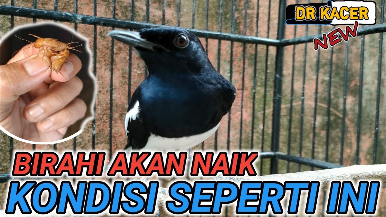 RAWATAN MENAIKAN BIRAHI KACER | DR KACER NEW