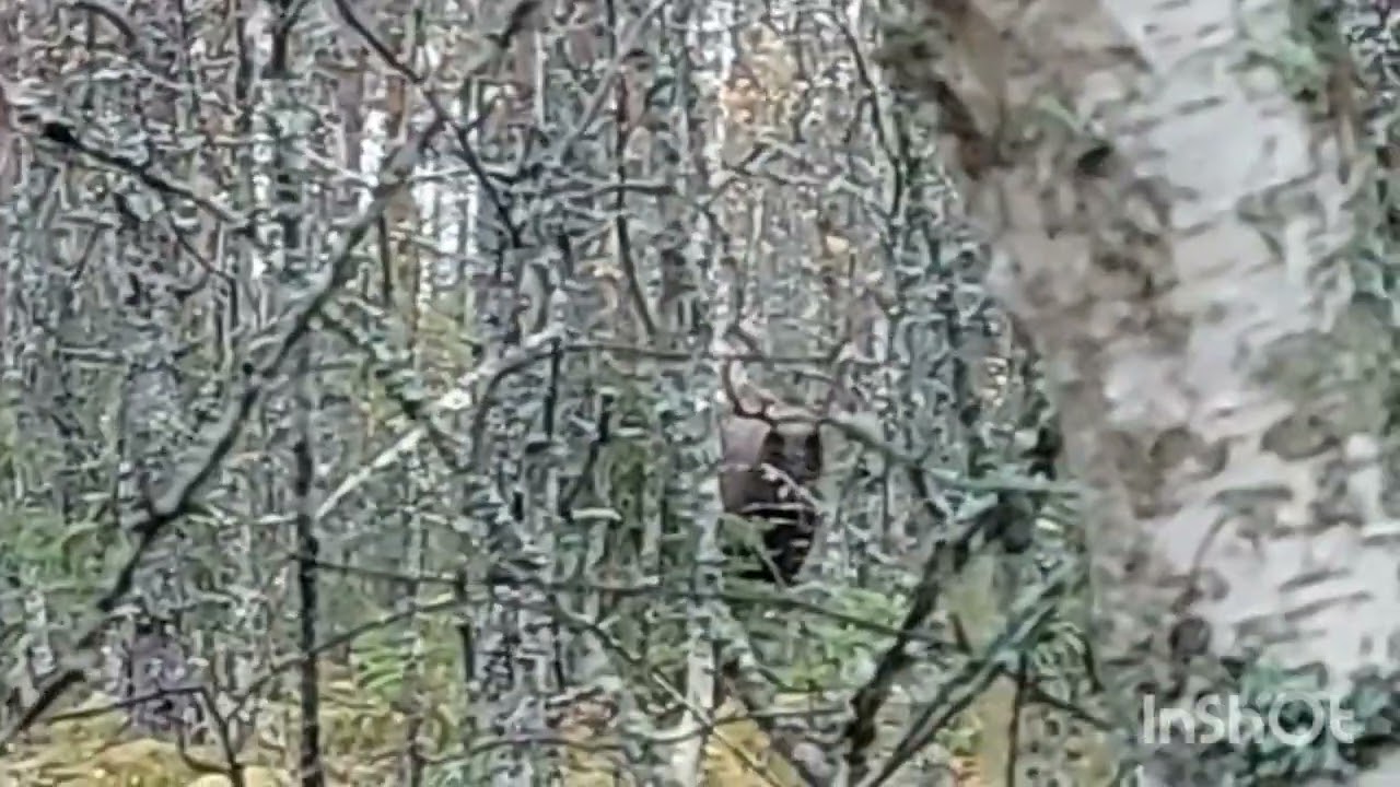 Hirven houkuttelua/ moose calling
