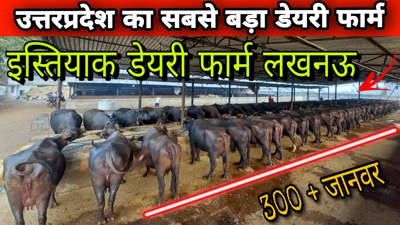Istiyak Dairy Farm Lucknow || Big Buffalo Dairy Farm In Uttarpradesh