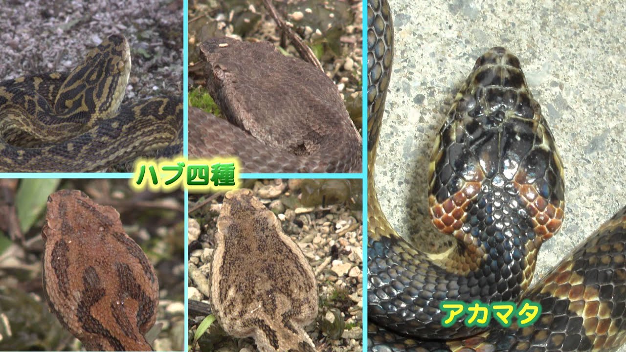 「ハブに注意！被害対策で安心生活」（平成27年3月制作）