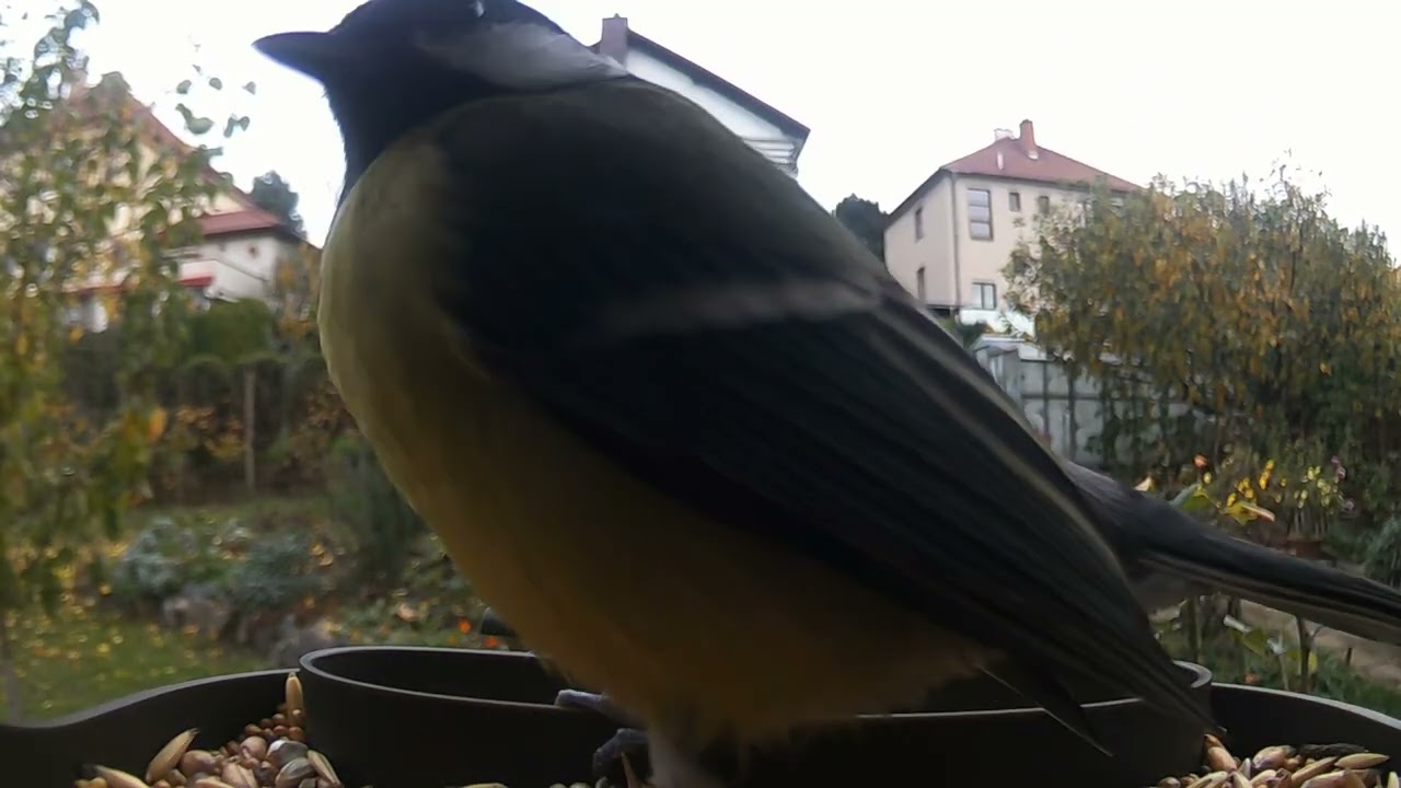 Birds 97