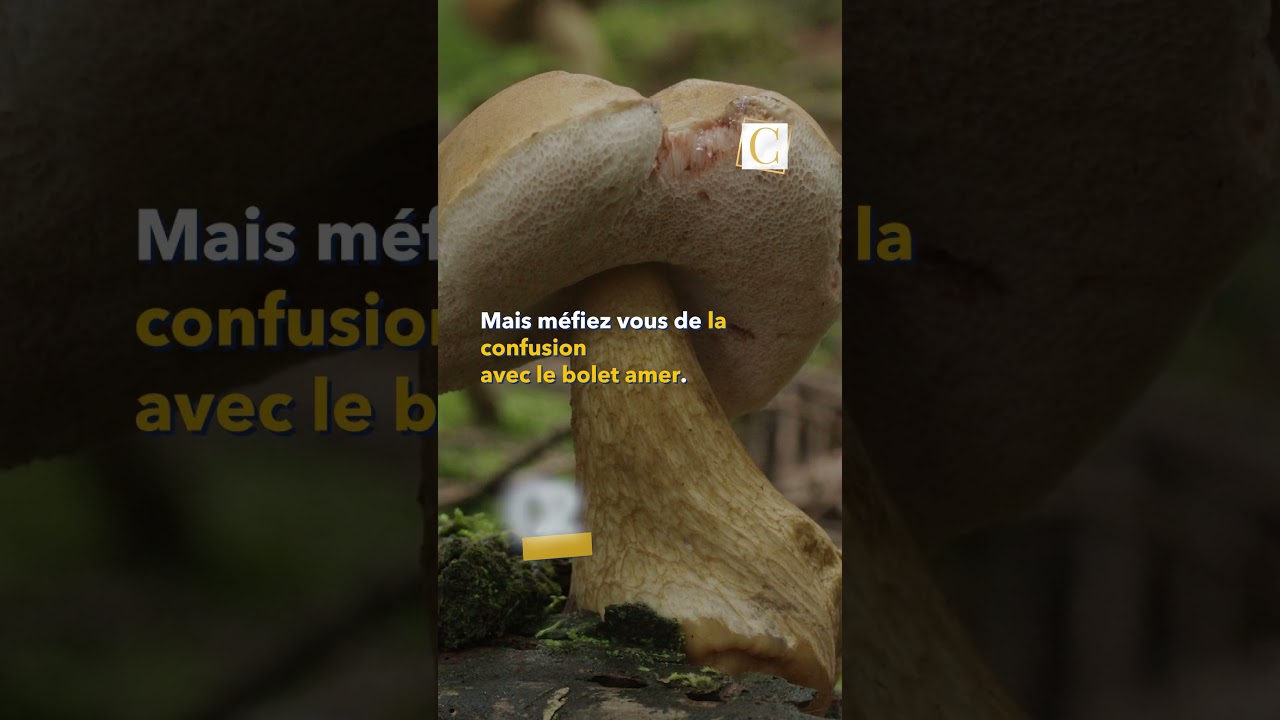 les 5 champignons comestibles &agrave; ne jamais confondre !