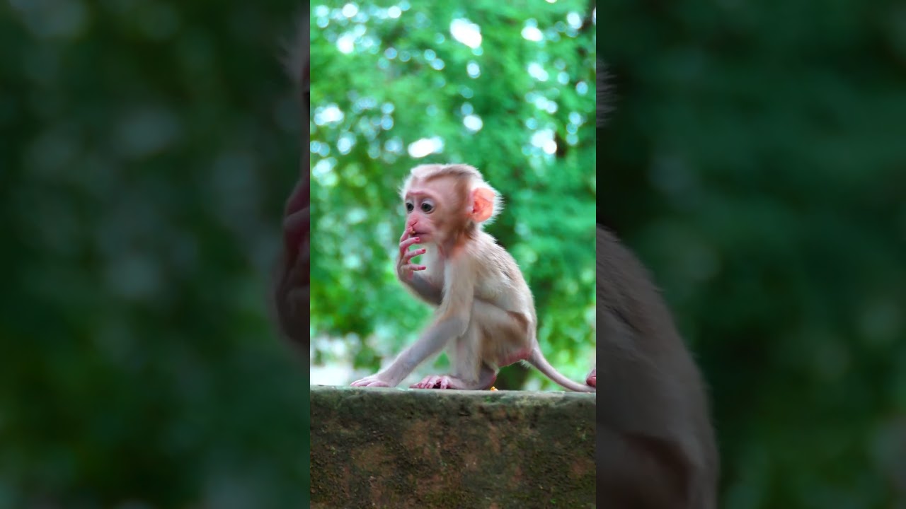 #cute #monkeyrose