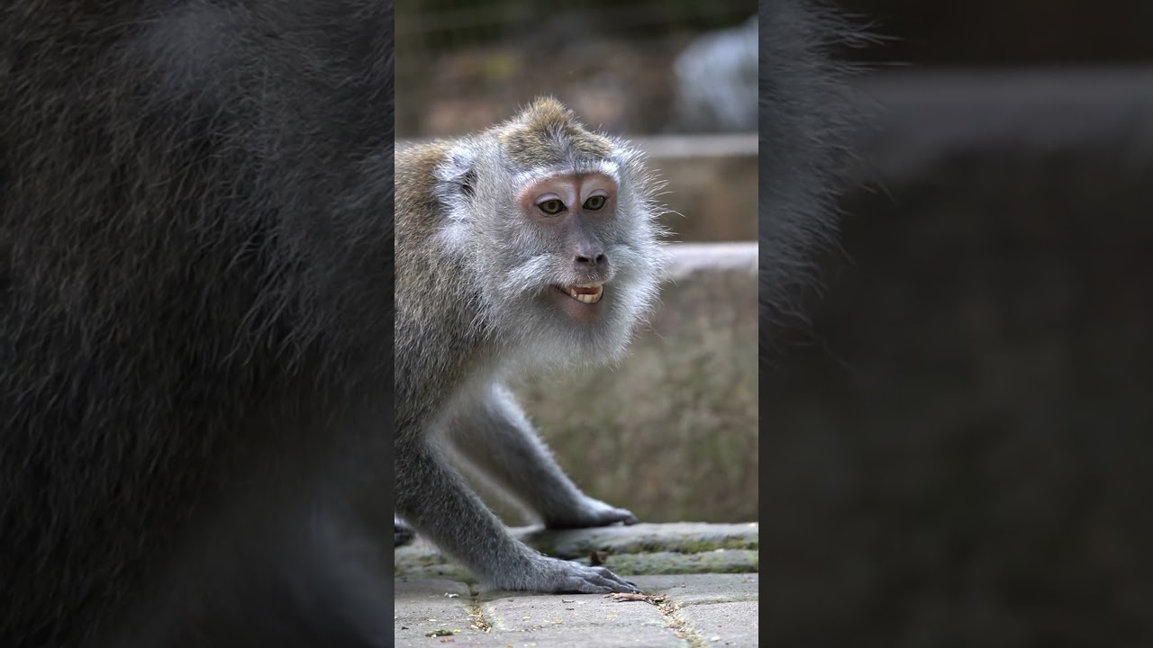 The sound of an angry mother monkey #sorts