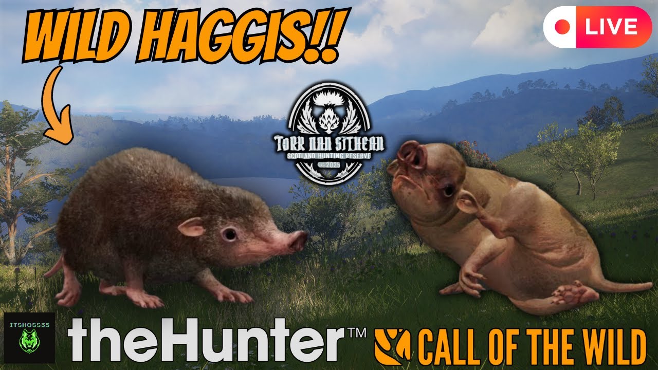 New Year, Same Haggis Hunting!! | theHunter: Call of the Wild