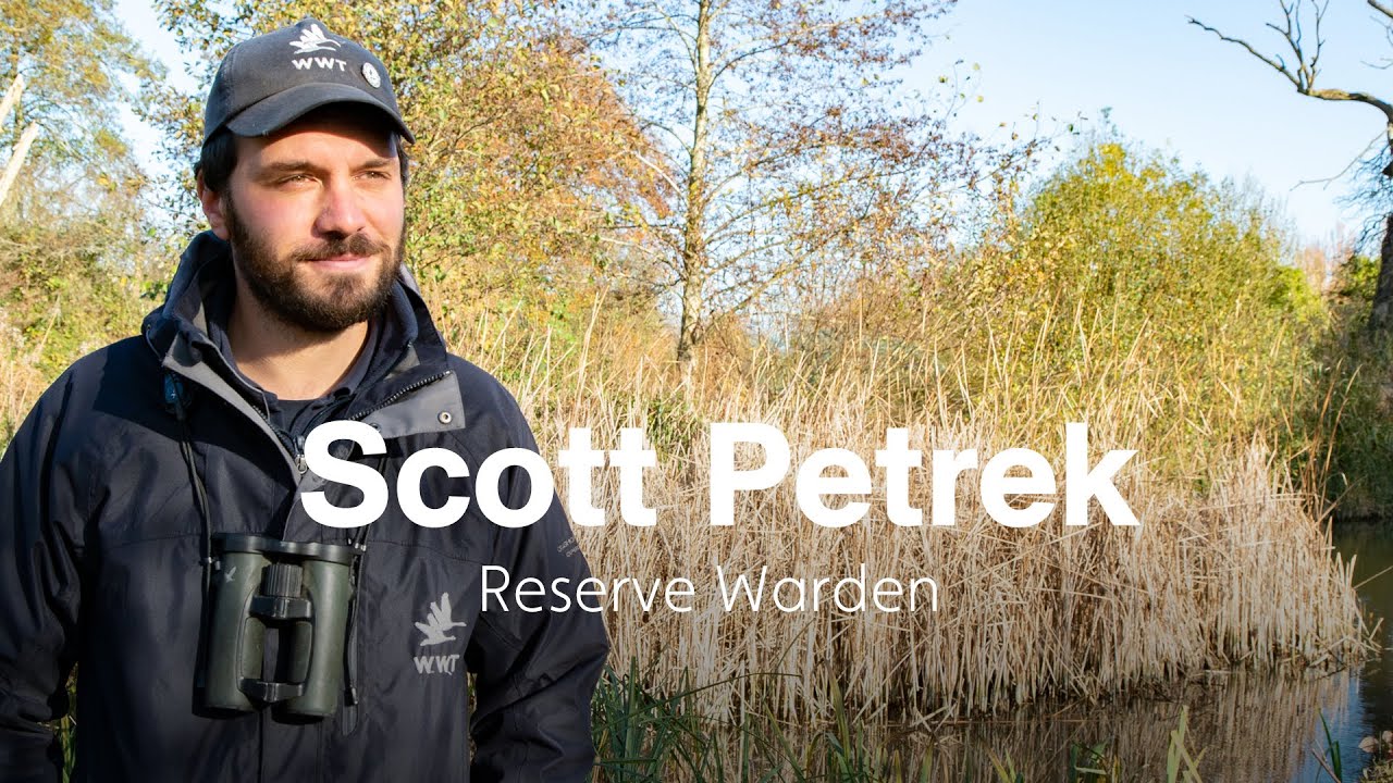 Winter on the reserve – what makes Slimbridge so special | December 2021
