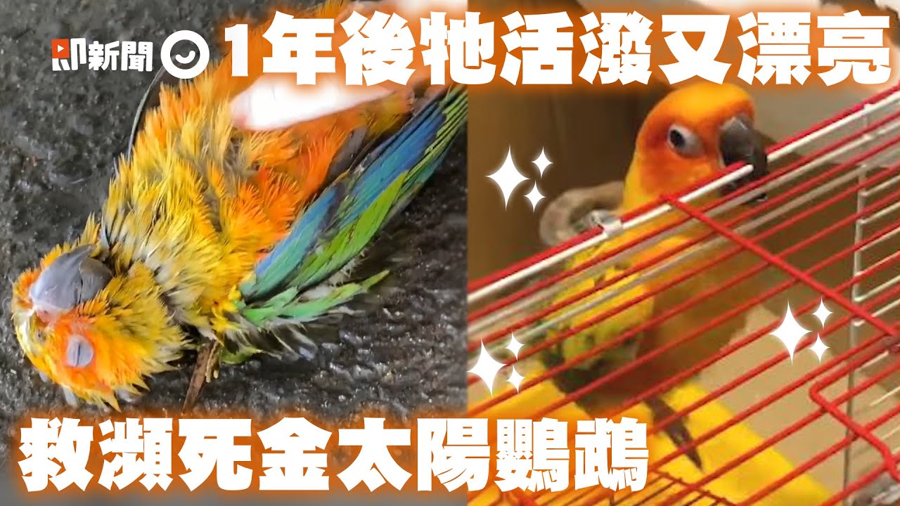 雨中拾獲瀕死金太陽鸚鵡 獸醫嘆「撐不過3天」1年後超活潑｜寵物鳥｜暖聞｜重獲新生｜精選影片