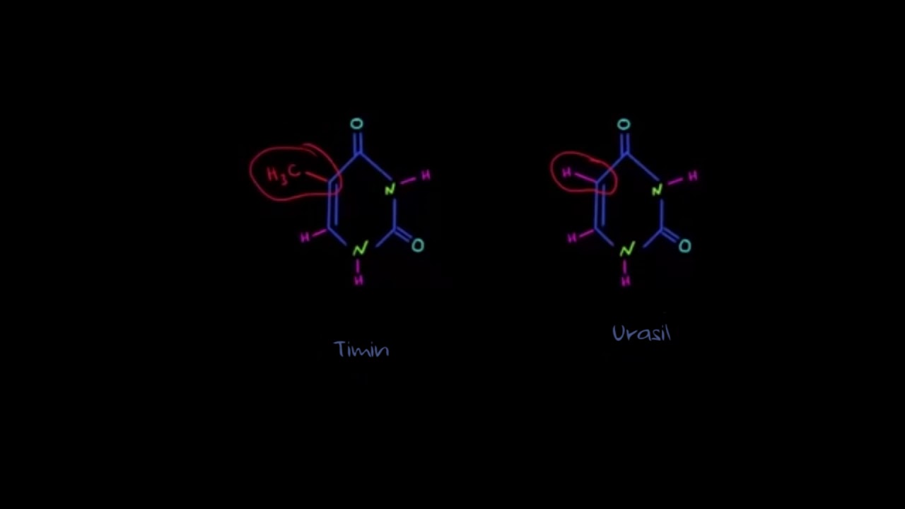 Transkripsiyon – 1 (Fen Bilimleri) (Biyoloji)