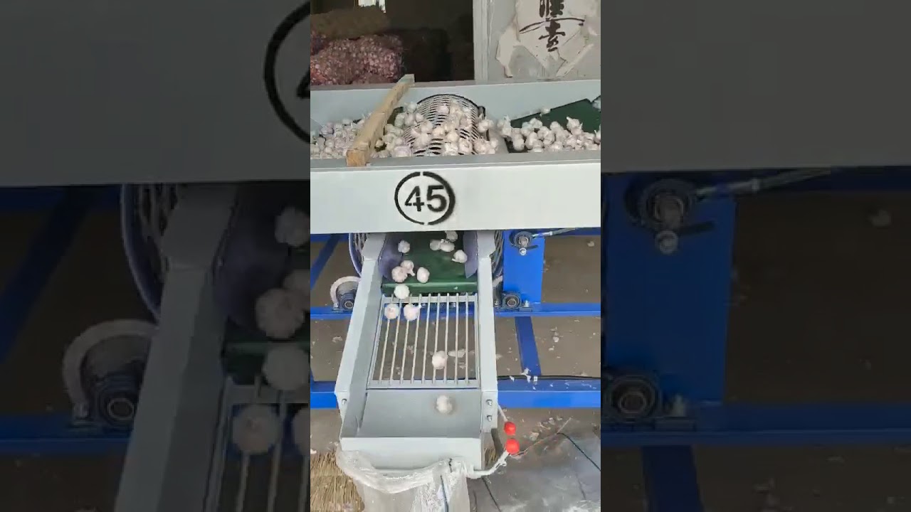 garlic grading machine, garlic sorting machine, onion grading machine