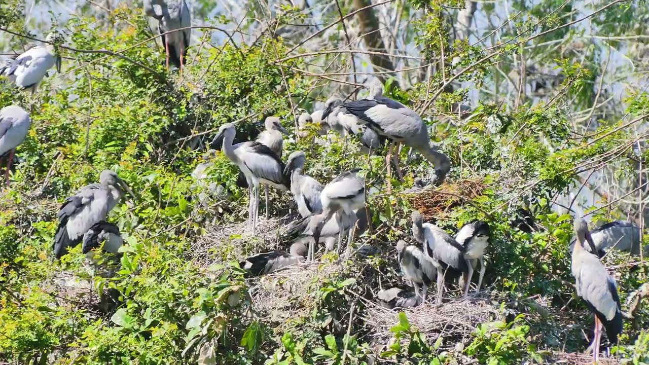 EP522 AMAZING😻PLACE OF AVIAN BIRD CRANE NESTING ON THE TREE FLOODED FOREST RAINFOREST RELAXING FILM