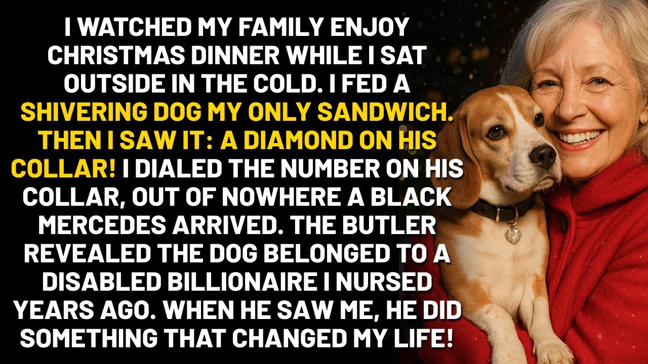 My Family Ate Thanksgiving Dinner While I Sat Outside. I Fed A Stray Dog. The Dog's Collar Had...