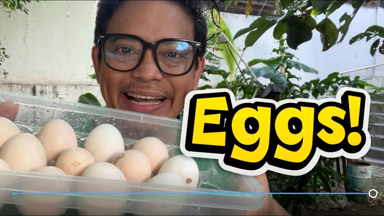 My Chickens Went Rogue! 🐔 Easter Egg Hunt & Broody Rhode Island Red Drama