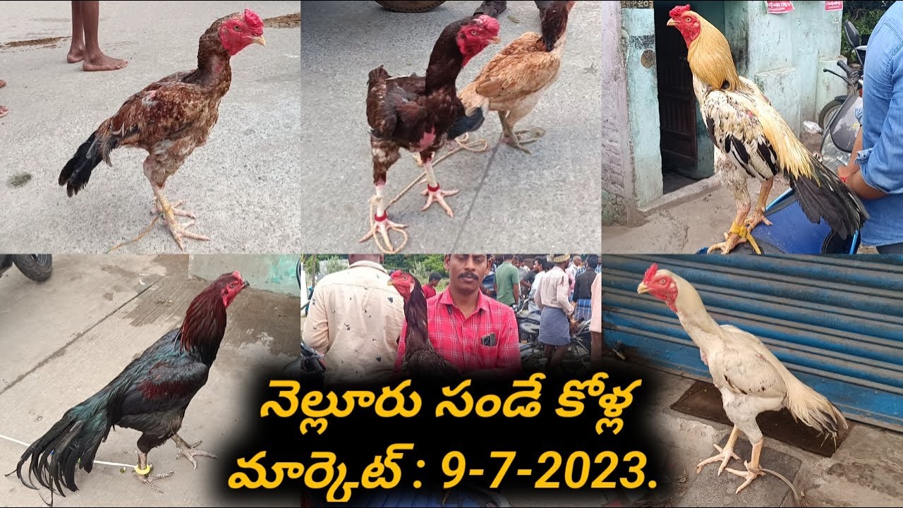 నెల్లూరు సండే కోళ్ల మార్కెట్  :  9-7-2023, #nelloresundaymarket, #venkyberasatv, #nellorekollu,