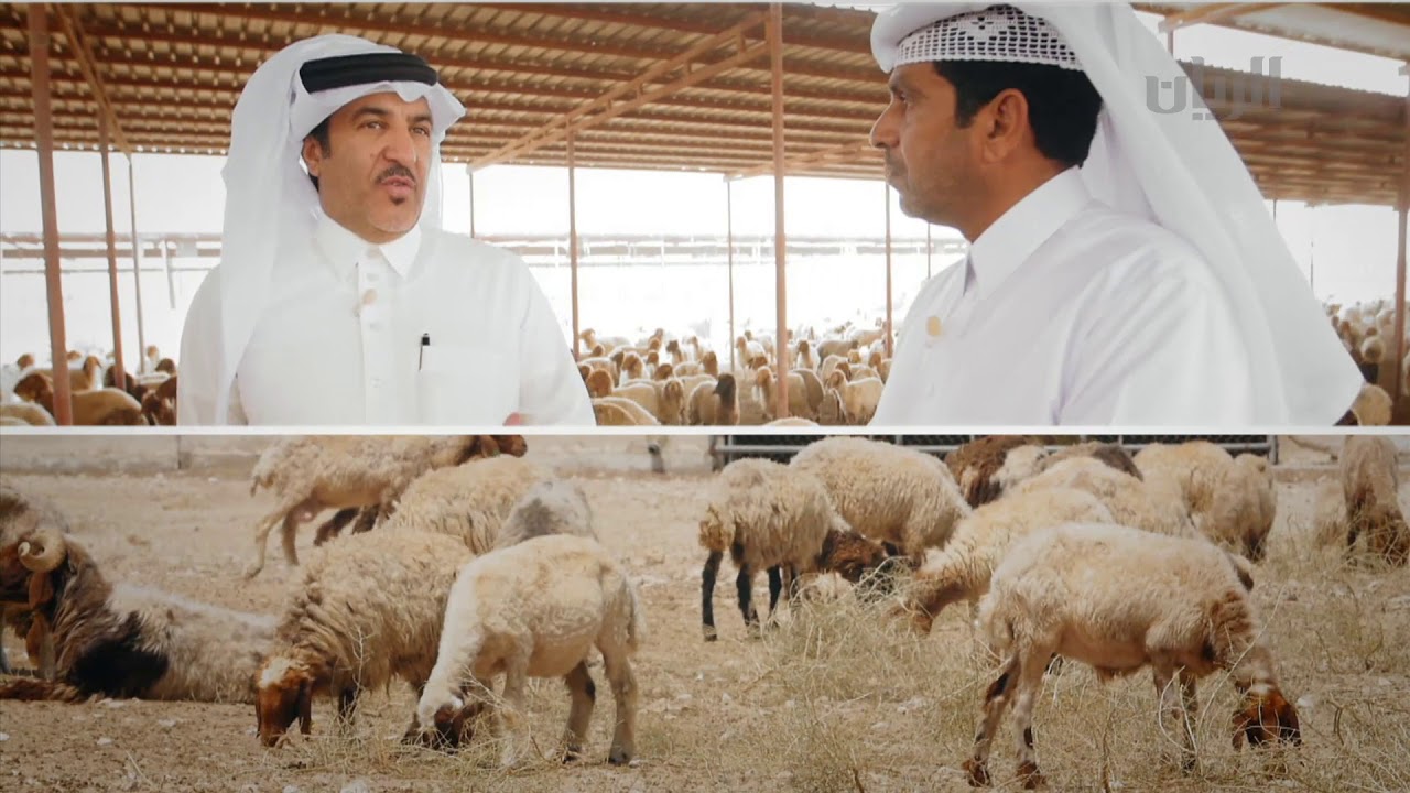 برنامج إنتاج قطر - الجزء الثاني من مزرعة الوعب - 18-10-2017