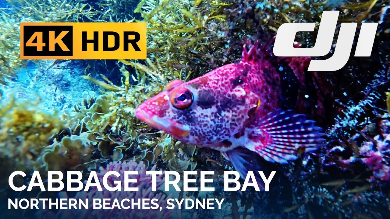 4K Cabbage Tree Bay - Diving Australia