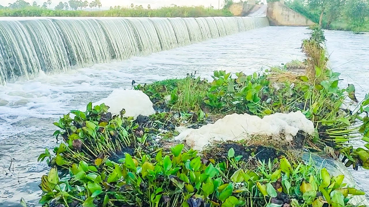 Remove Weeds Clogged On Massive Dam Drain