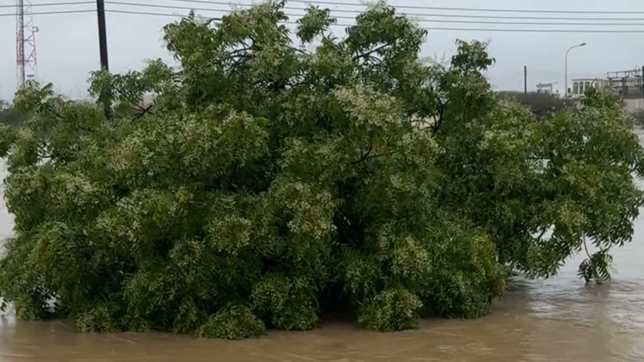 منخفض المطير