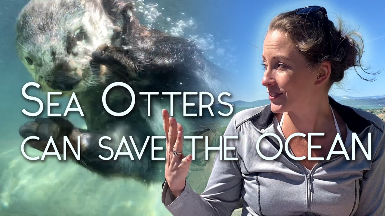How Sea Otters Could SAVE the Ocean | A Deeper Dive
