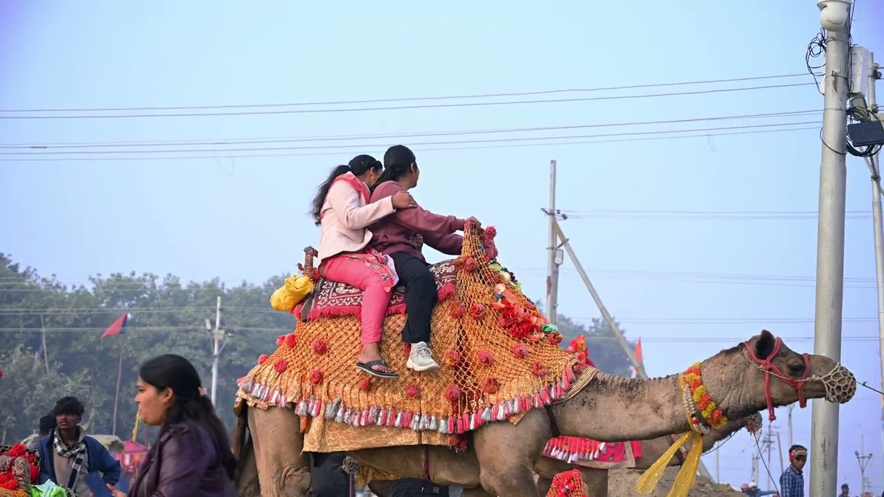 माघ मेले के ऊँट उपेक्षित परंपरा की छाया