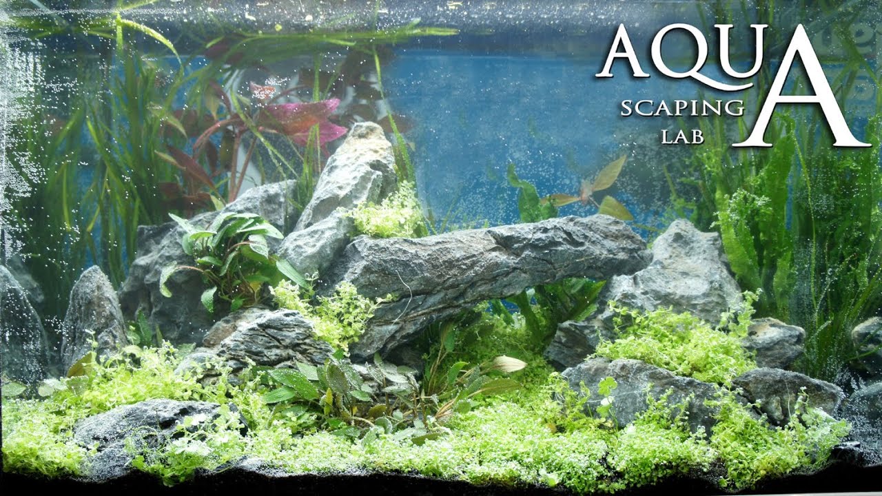 Aquascaping Lab - Tutorial Iwagumi Aquarium stone and meadow 