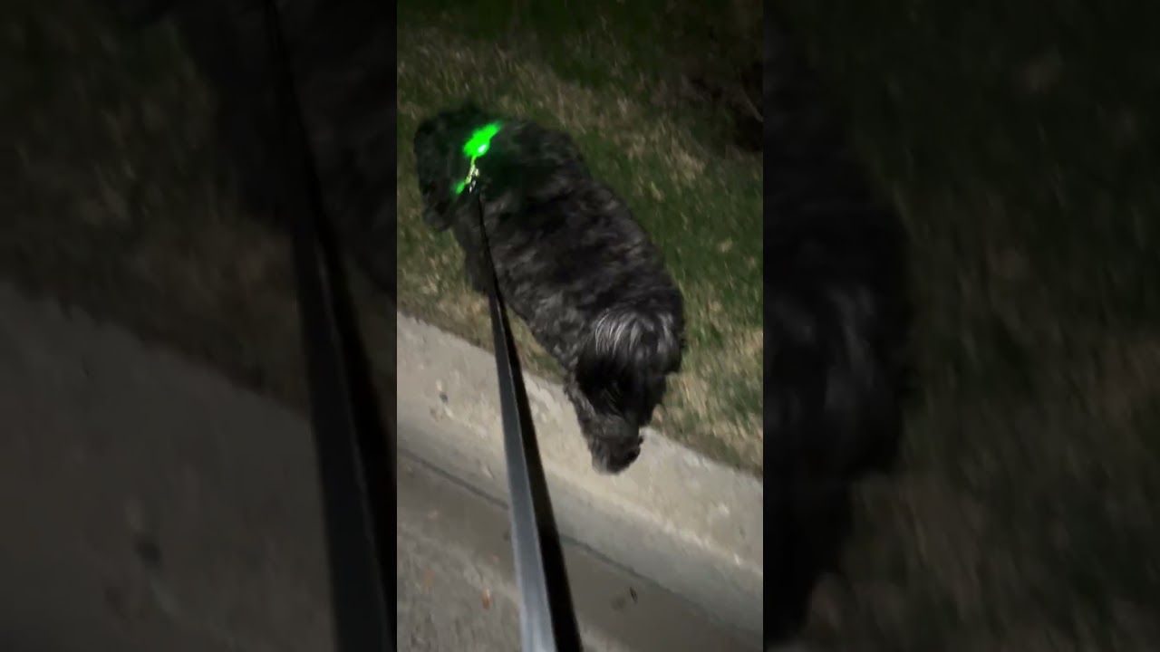 New Year! New Goals!! Ziya’s Evening Walk! #ziyatheshihtzu #shihtzu 
