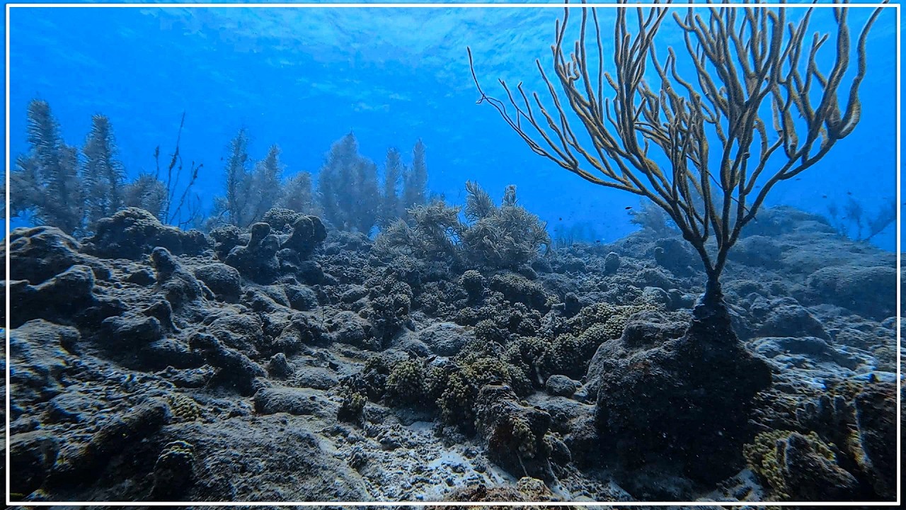 The Underwater Cliffs of Curacao Are Unbelievable