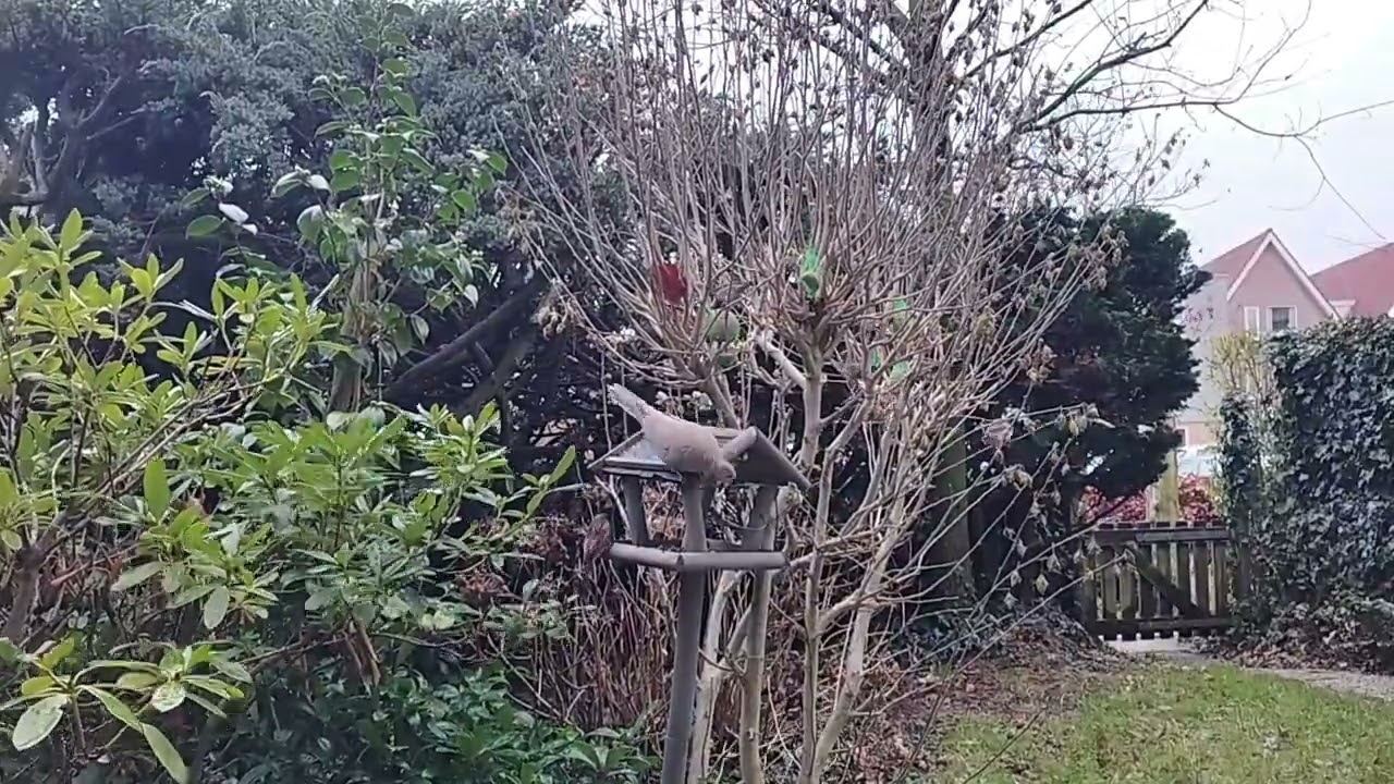 Timelapse Feeding birds.