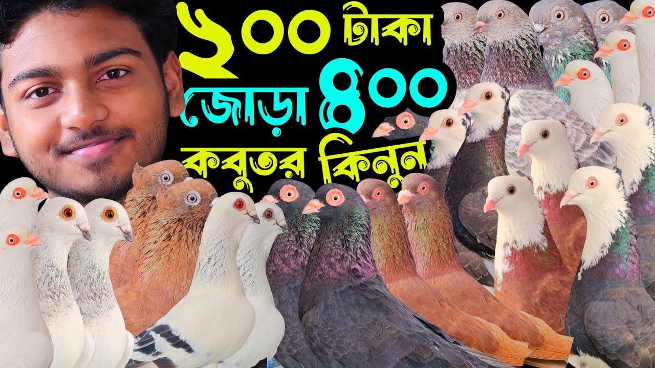 মাগনা দামে ২০০ টাকা পিস ৪০০ টাকা জোড়া হাইফ্লায়ার গিরিবাজ কবুতর কিনুন | বাকবাকুম পায়রা | Pigeon |