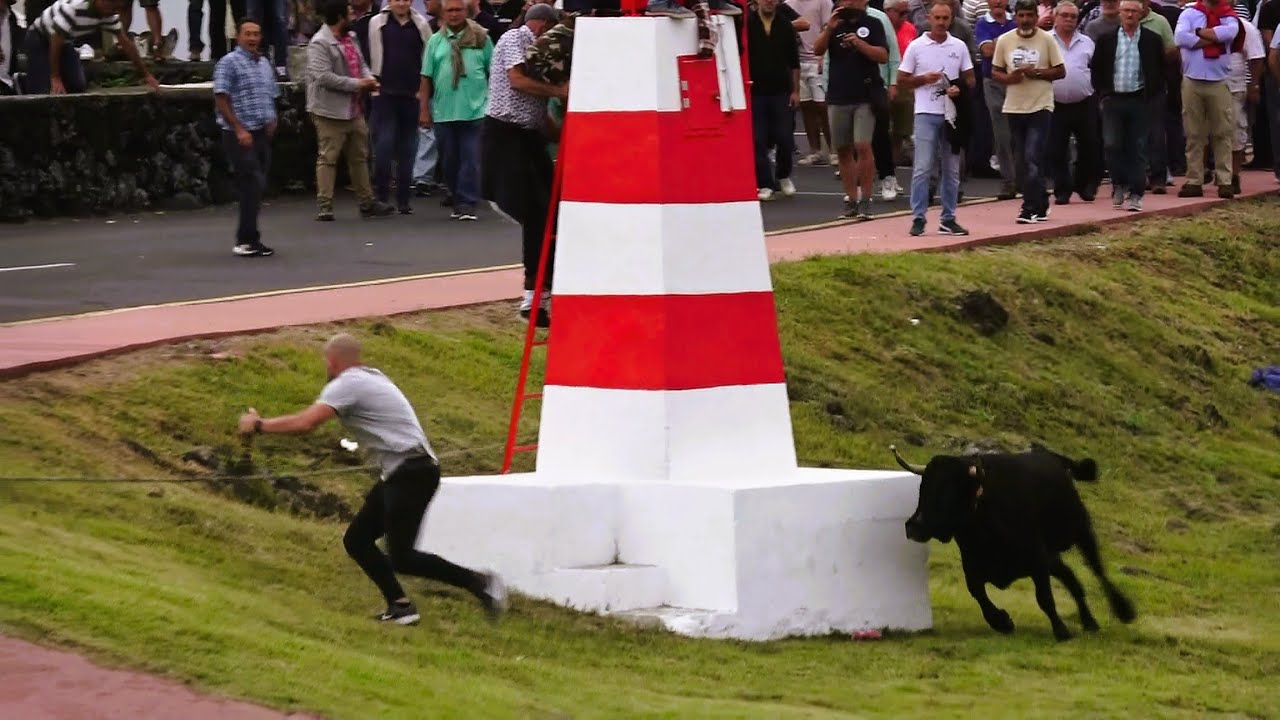 Touro Rebenta Corda e Foge - Porto Dos Biscoitos - JAF (275,274,249,285) - 28/9/2025 - Ilha Terceira
