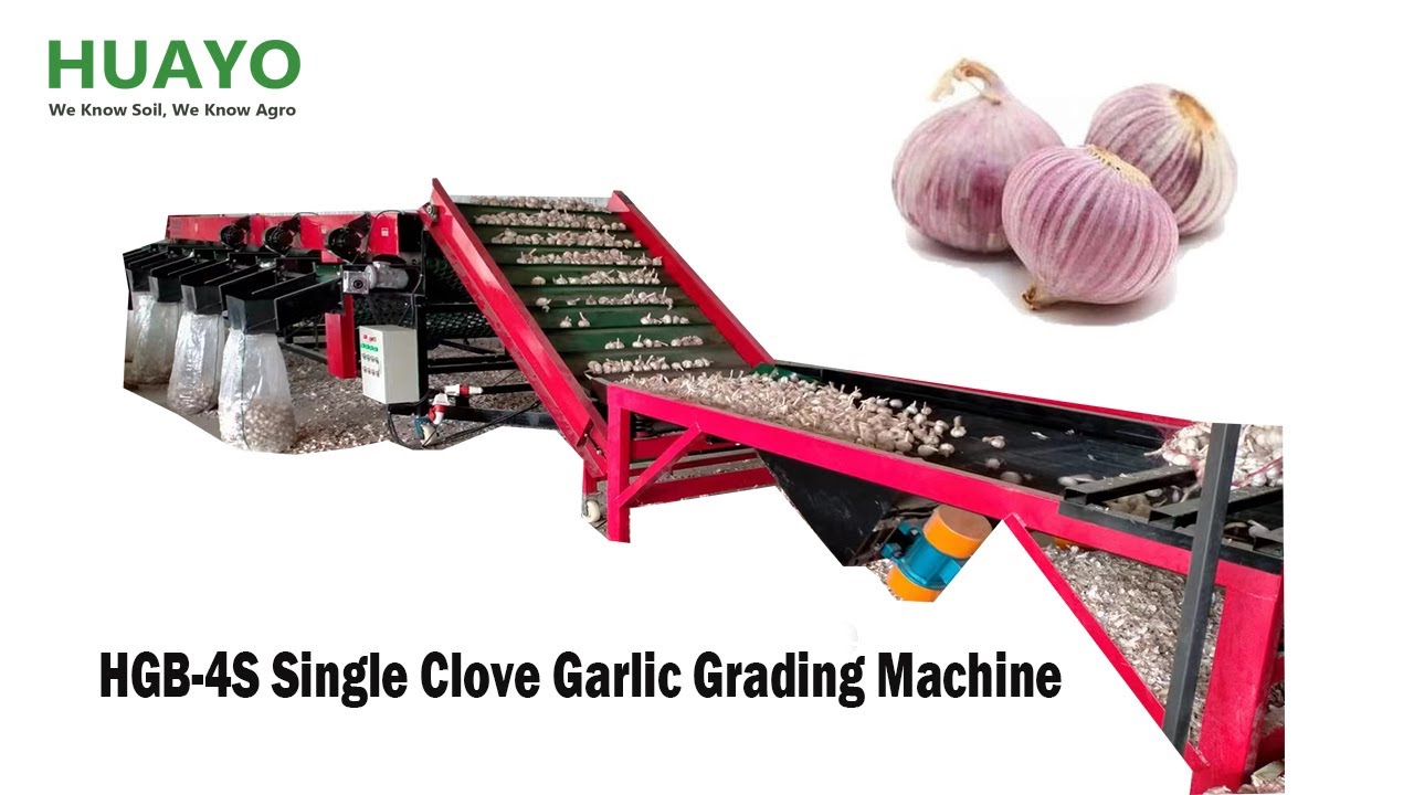 HGB-4S High Productivity Garlic Grading Machine Garlic Bulb Grading for Commercial Garlic Farm