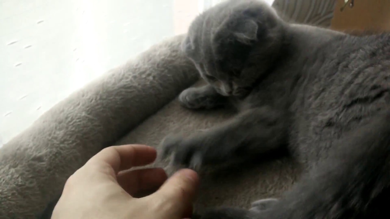 Scottish fold kitten (3 months)