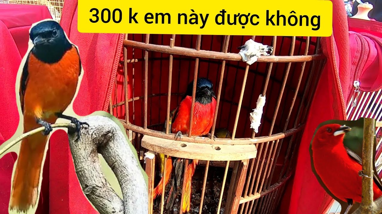 chợ chim cảnh cuối năm- bán chim tiêu Tết , kiếm nhân cho nồi bánh chưng