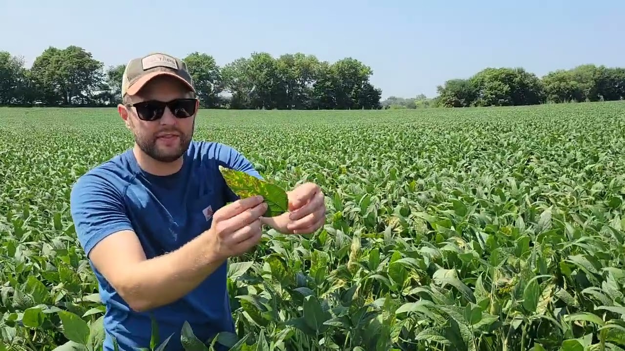 Soybean Triazole Injury: Identifying and Preventing Damage