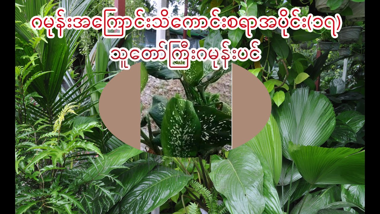 ဂမုန်းအကြောင်း(၁၇) သူတော်ကြီးဂမုန်းပင်