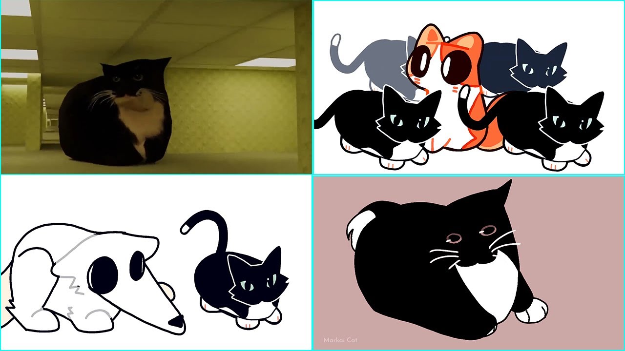 maxwell cat Compilation