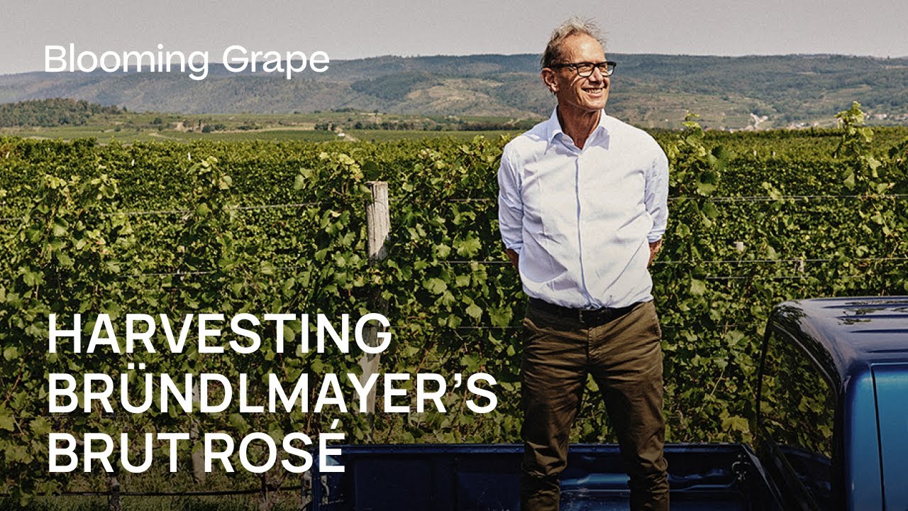 Harvesting Bründlmayer’s Brut Rosé: Ripeness, Red Grapes, and the Coastal Secrets of Kamptal